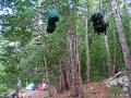 2006_Eastern Pine_012 真的有熊! 晚上挂起所有食物,距离地面至少四米,树干两米.绳长至少15米
